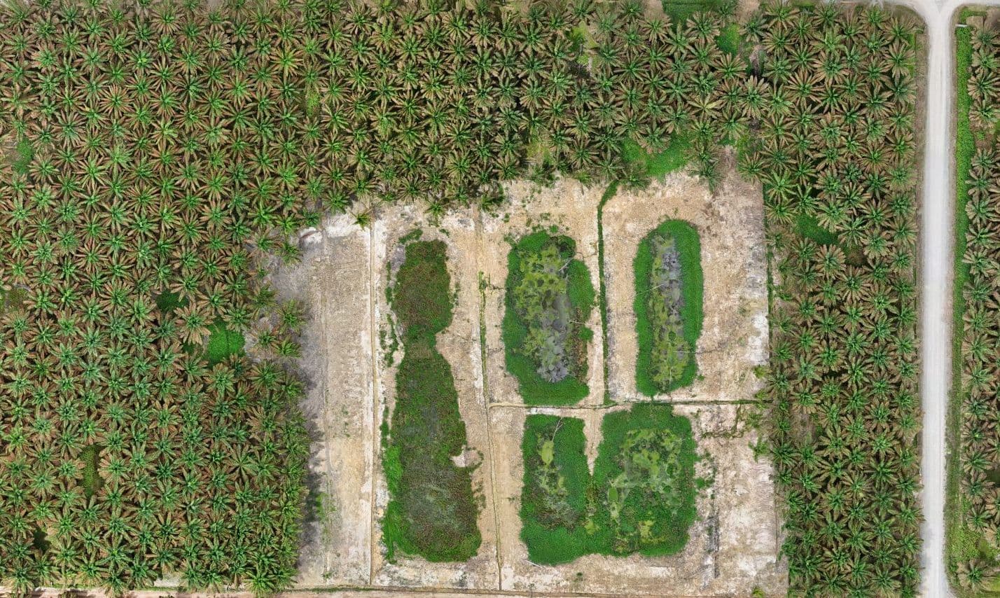 Foto udara kolam IPAL di tengah kebun kelapa sawit